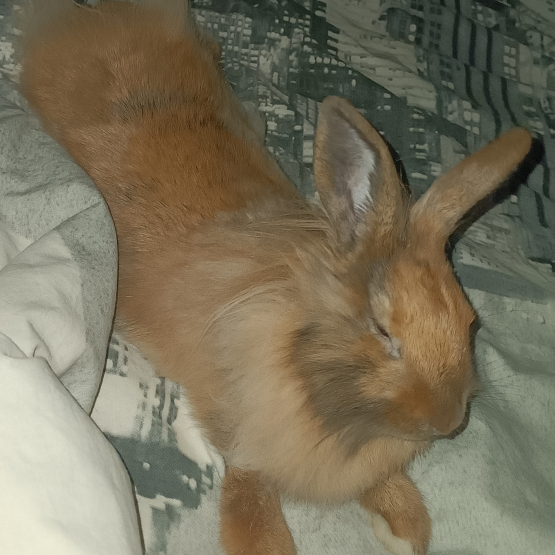 Image pour l'annonce Vend lapine