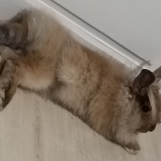 Image pour l'annonce Vend lapine