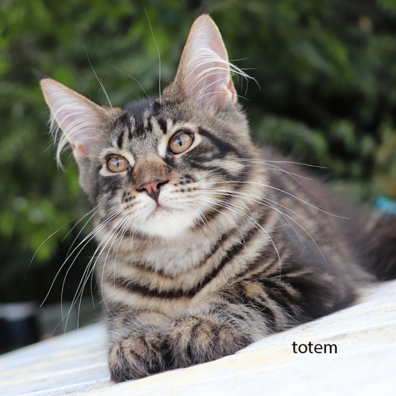 Image pour l'annonce Mâles maine coon LOOF très beau gabarit