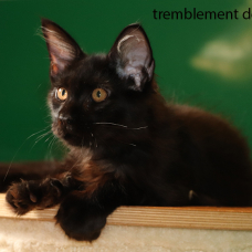 Image pour l'annonce Mâles maine coon LOOF très beau gabarit