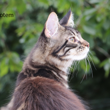 Image pour l'annonce Mâles maine coon LOOF très beau gabarit