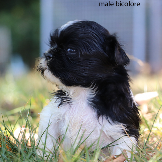 Image pour l'annonce Chiots SHIH TZU LOF