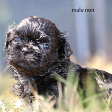 Image pour l'annonce Chiots SHIH TZU LOF