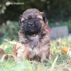Image pour l'annonce Chiots SHIH TZU LOF