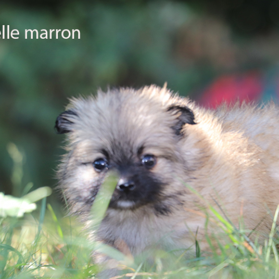 Image pour l'annonce Chiots petits spitz