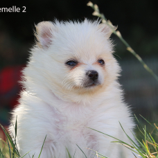 Image pour l'annonce Chiots petits spitz