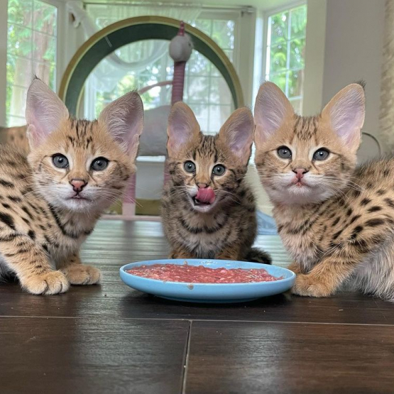 Image pour l'annonce chaton serval  disponible