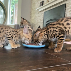 Image pour l'annonce chaton serval  disponible