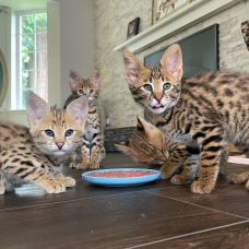 Image pour l'annonce chaton serval  disponible