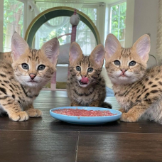 Image pour l'annonce chaton serval  disponible