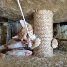 Image pour l'annonce donner 2 chatons