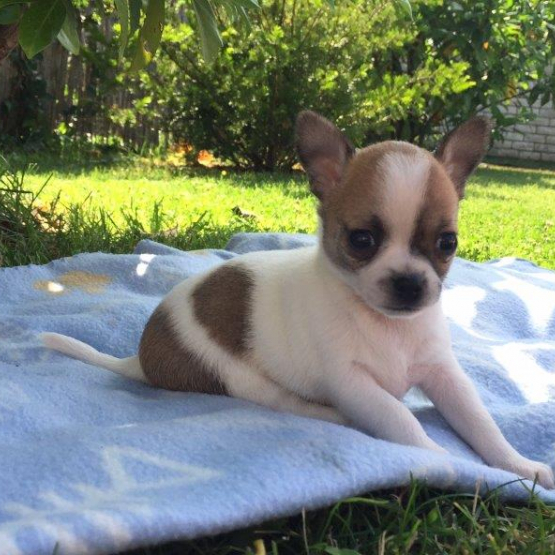 Image pour l'annonce Donne chiot de 3 mois