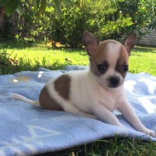 Image pour l'annonce Donne chiot de 3 mois