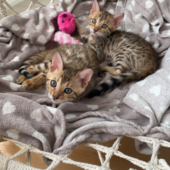 Image pour l'annonce Chatons bengal