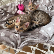 Image pour l'annonce Chatons bengal