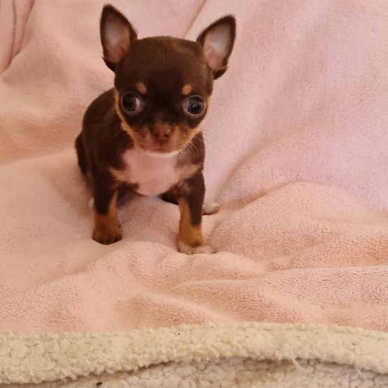 Image pour l'annonce Don de femelle Chihuahua