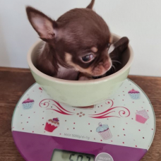 Image pour l'annonce Don de femelle Chihuahua