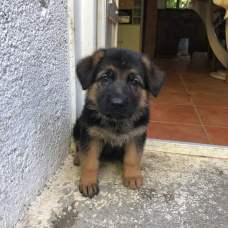 Image pour l'annonce Vent chiot berger allemand