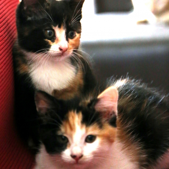 Image pour l'annonce Chaton(s) mignon(s) à adopter (71 Saône & Loire)