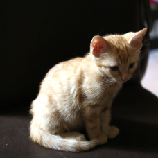 Image pour l'annonce Chaton(s) mignon(s) à adopter (71 Saône & Loire)