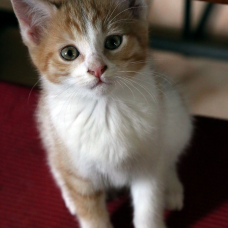Image pour l'annonce Chaton(s) mignon(s) à adopter (71 Saône & Loire)