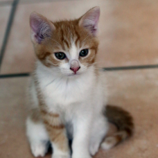Image pour l'annonce Chaton(s) mignon(s) à adopter (71 Saône & Loire)