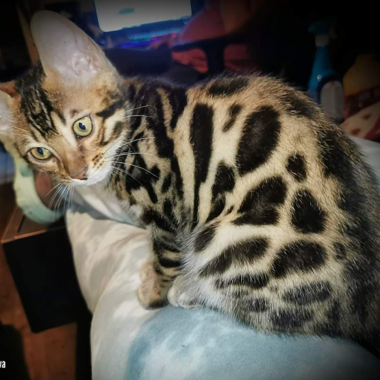 Image pour l'annonce Vends magnifiques Bengals LOOF haut de gamme