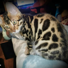 Image pour l'annonce Vends magnifiques Bengals LOOF haut de gamme