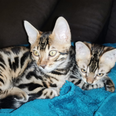 Image pour l'annonce Vends magnifiques Bengals LOOF haut de gamme