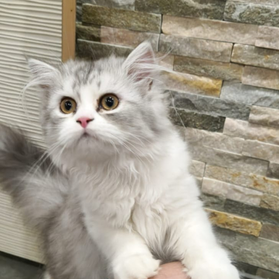 Image pour l'annonce Vends chaton femelles persans nées le 27/04/2022