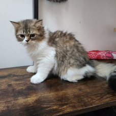 Image pour l'annonce Vends chaton femelles persans nées le 27/04/2022