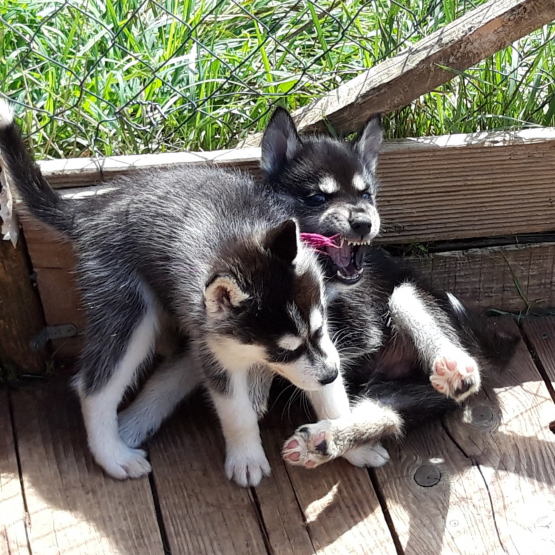 Image pour l'annonce magnifiques chiots type husky sibérien