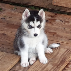 Image pour l'annonce magnifiques chiots type husky sibérien