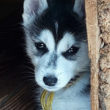 Image pour l'annonce magnifiques chiots type husky sibérien