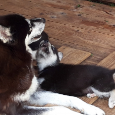 Image pour l'annonce magnifiques chiots type husky sibérien