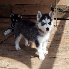 Image pour l'annonce magnifiques chiots type husky sibérien