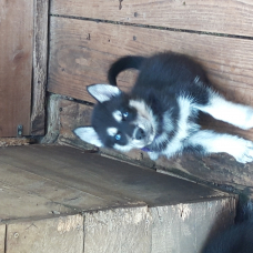 Image pour l'annonce magnifiques chiots type husky sibérien