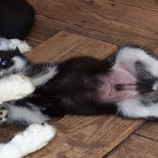 Image pour l'annonce magnifiques chiots type husky sibérien