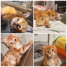 Image pour l'annonce Maine Coon 4 Mâles (LOOF)
