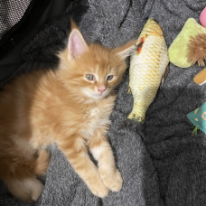 Image pour l'annonce Maine Coon 4 Mâles (LOOF)