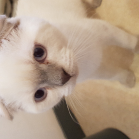 Image pour l'annonce Magnifiques chatons type Scottish Fold
