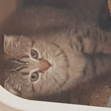 Image pour l'annonce Magnifiques chatons type Scottish Fold