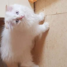 Image pour l'annonce Magnifiques chatons type Scottish Fold