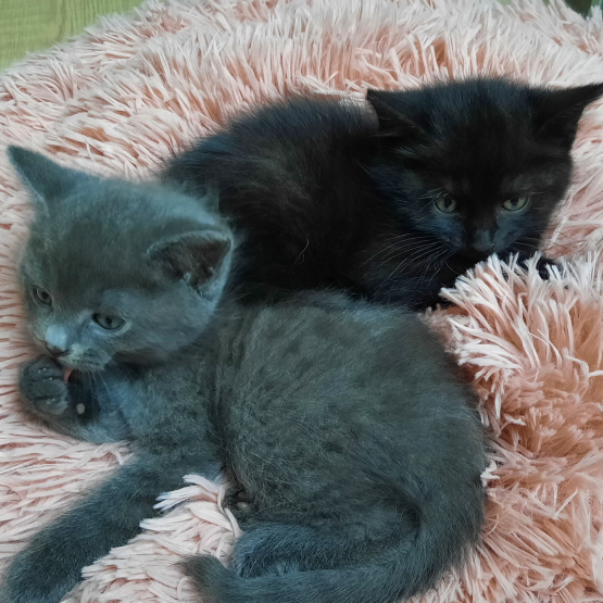 Image pour l'annonce A donner deux adorables chatons