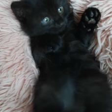 Image pour l'annonce A donner deux adorables chatons