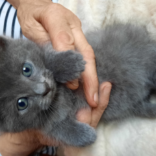 Image pour l'annonce A donner deux adorables chatons