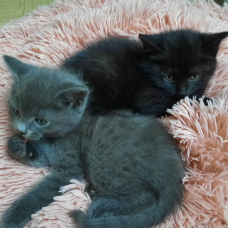 Image pour l'annonce A donner deux adorables chatons