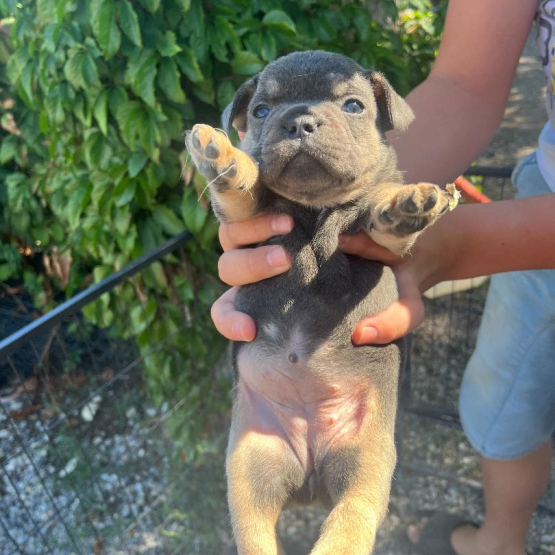 Image pour l'annonce chiots bouledogue Francais