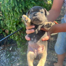 Image pour l'annonce chiots bouledogue Francais