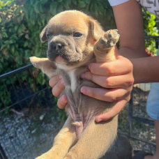 Image pour l'annonce chiots bouledogue Francais
